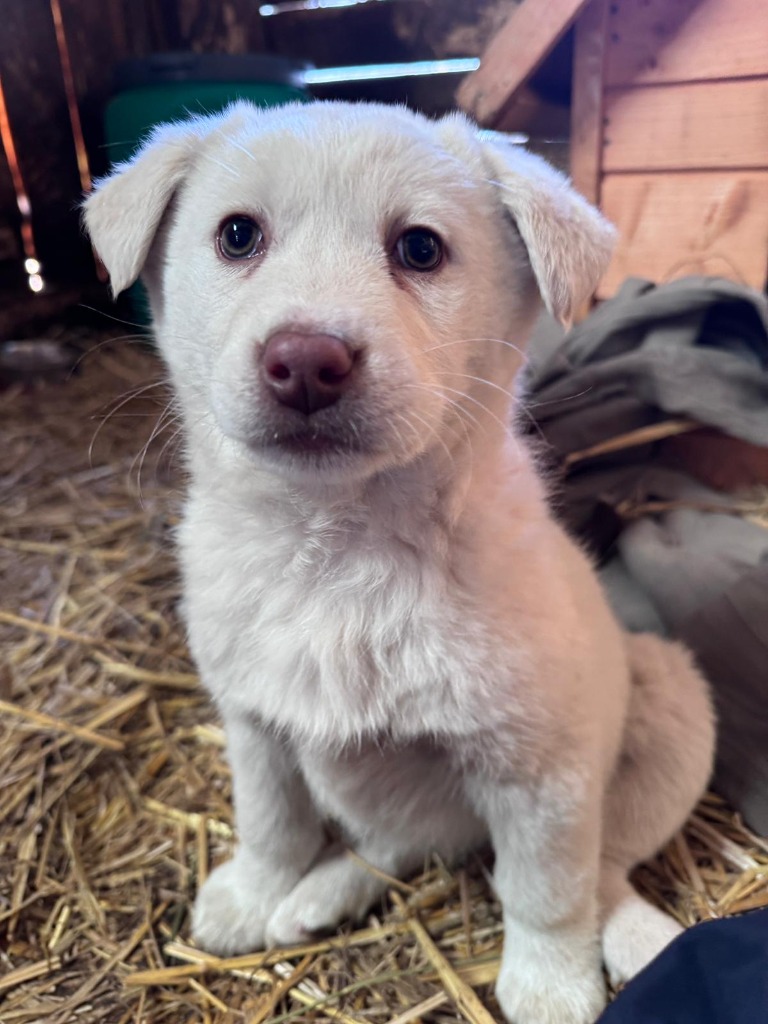 Ami (Hund)