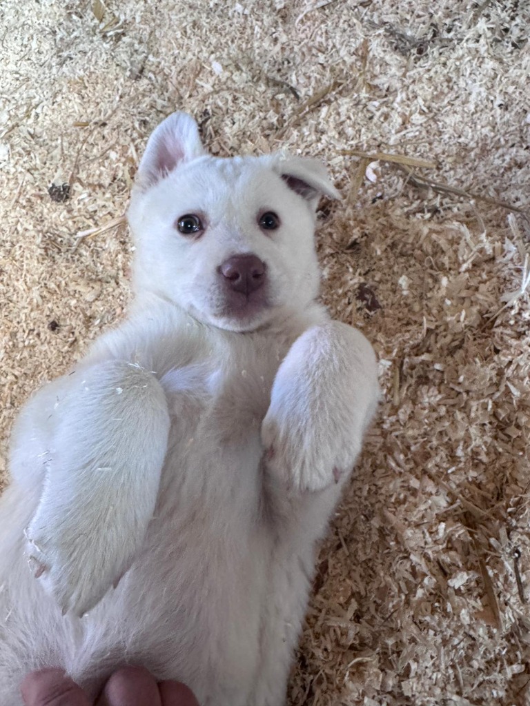 Ami (Hund)