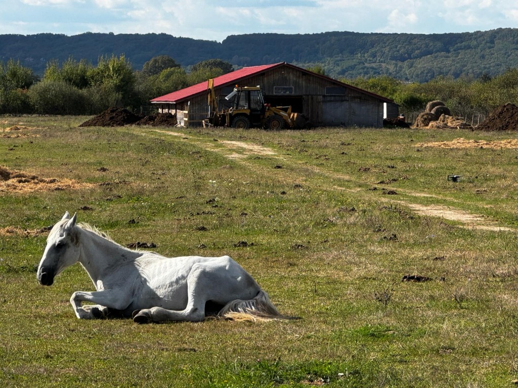 Ruhendes Pferd