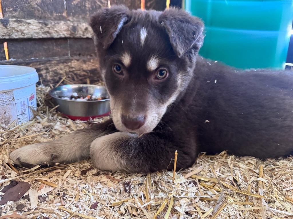 Bao (Hund)