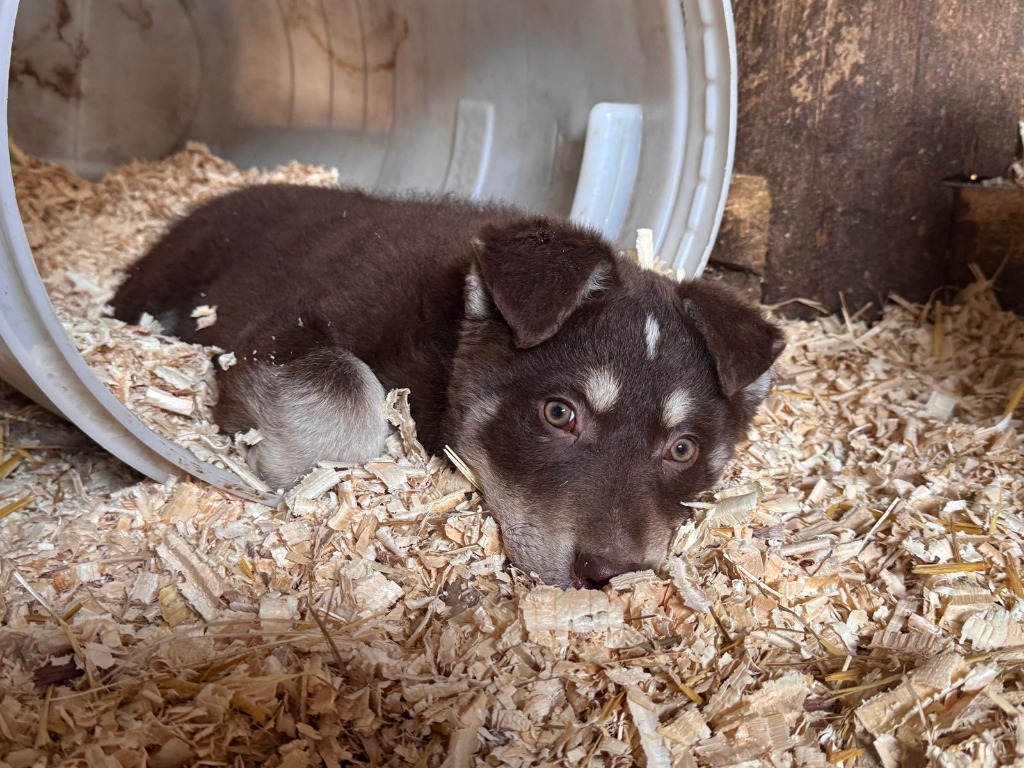 Bao (Hund)