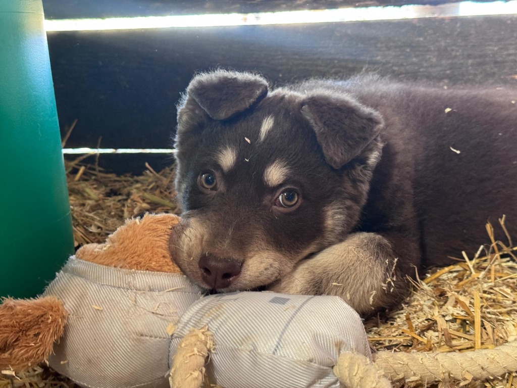 Bao (Hund)