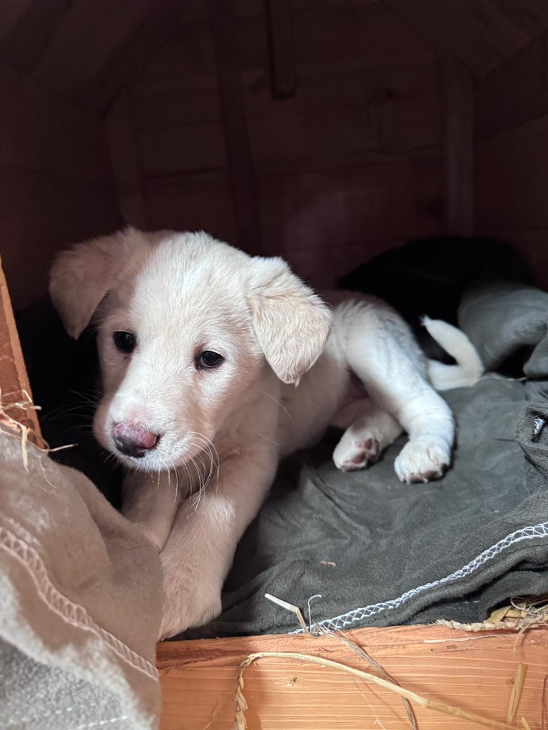 Mei (Hund)