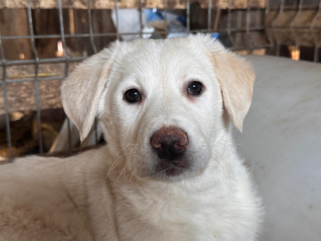 Mei (Hund)