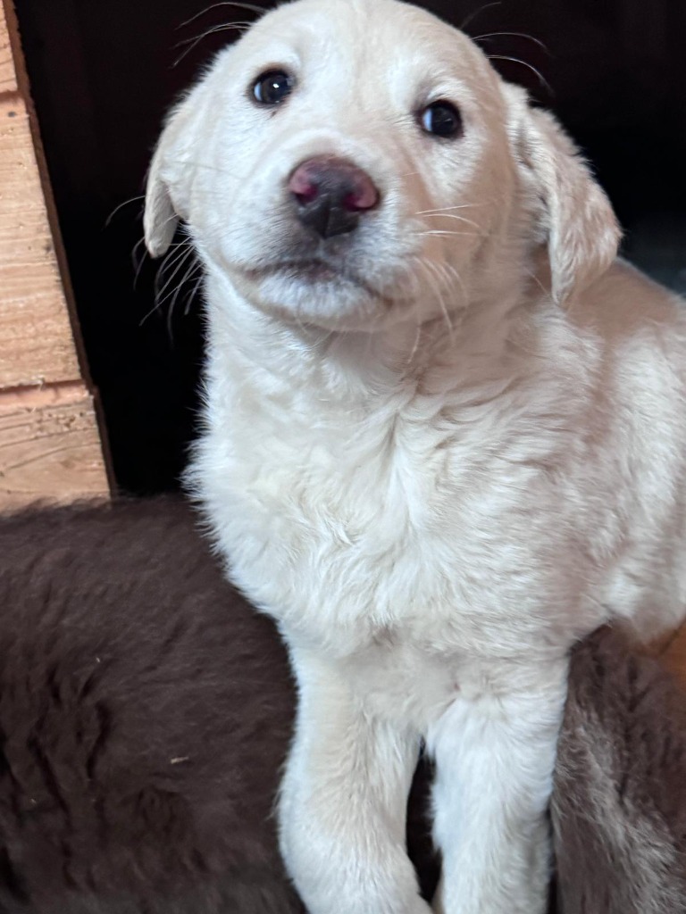 Mei (Hund)
