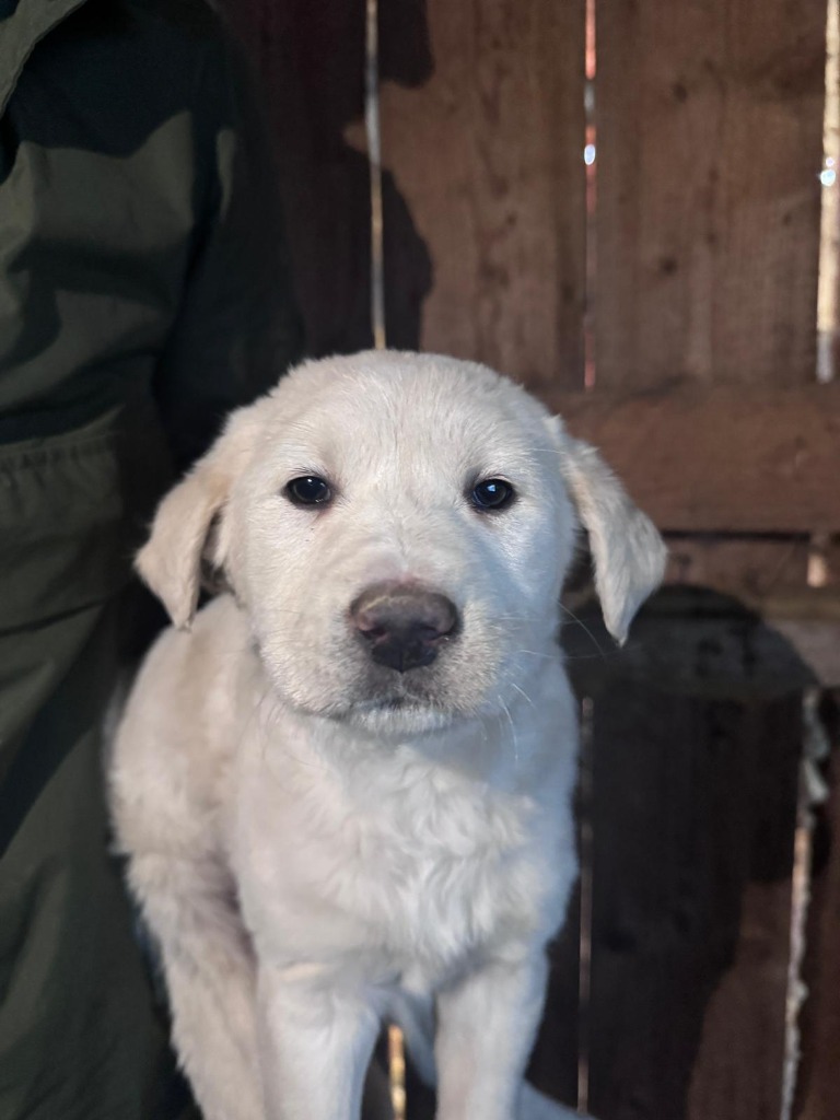 Mei (Hund)