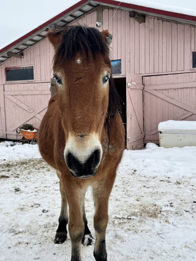 Caesar