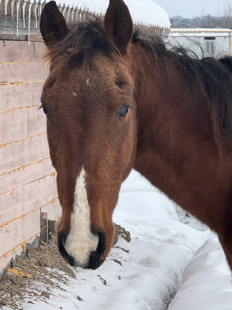 Nova