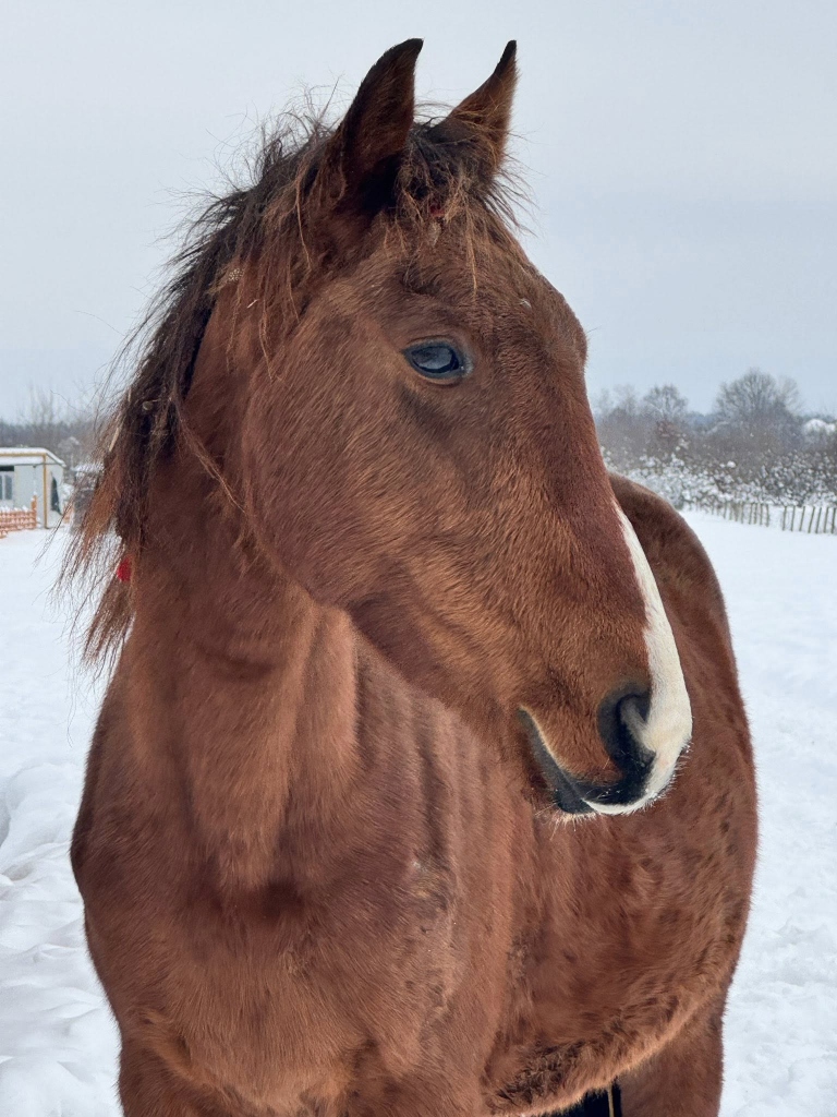 Nova