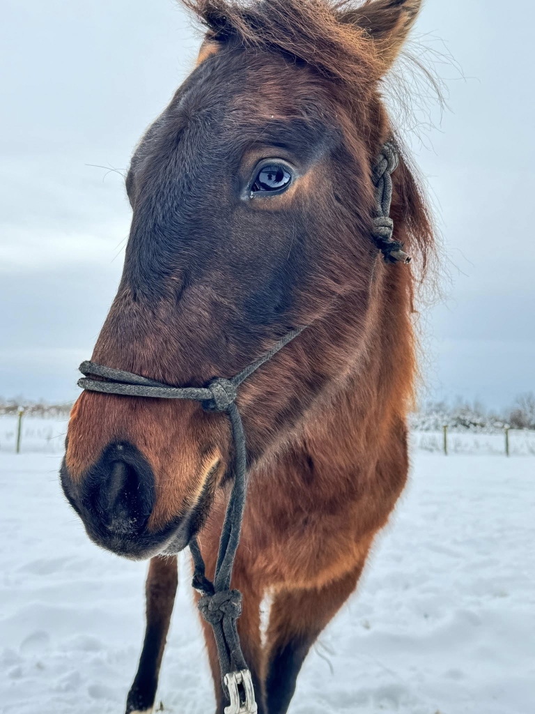 Räuber