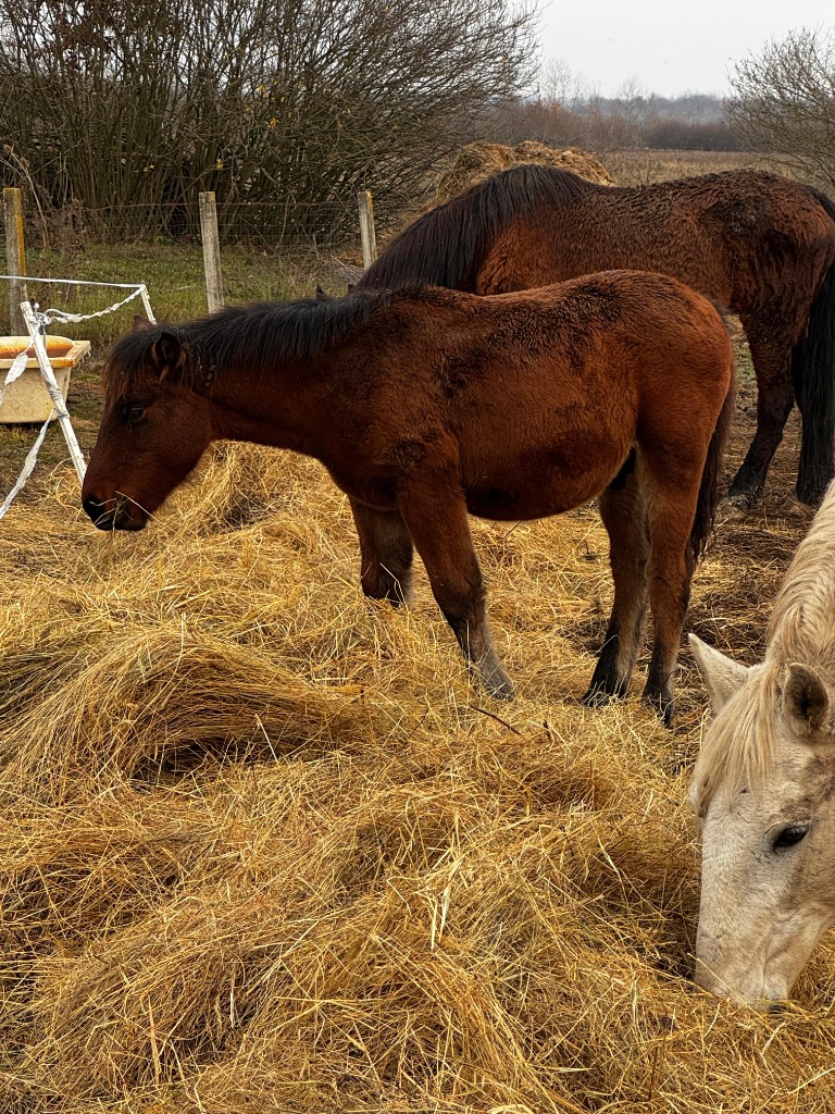 Pferde im Tierheim