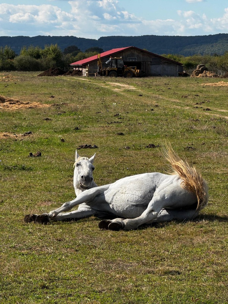 Pferde im Tierheim