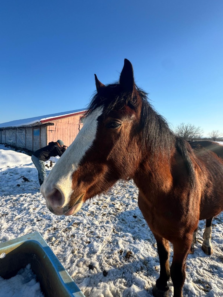 Pferde im Tierheim