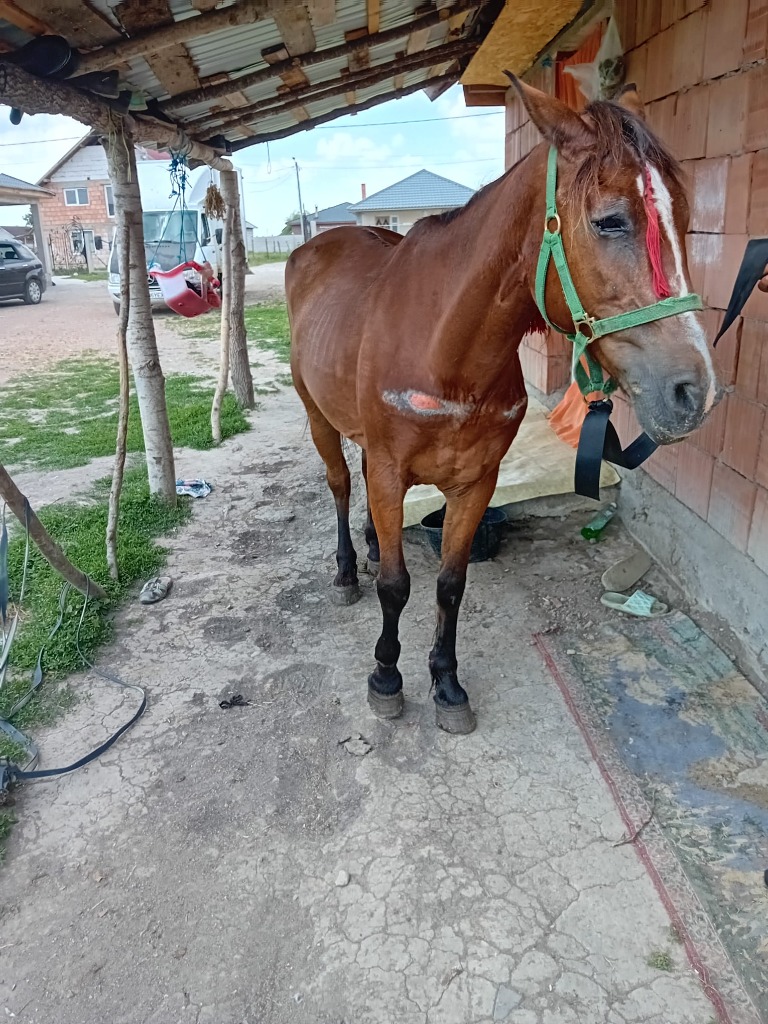 Verletztes braunes Pferd