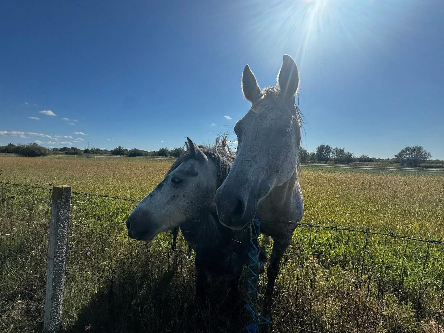 Hof von Ankertiere e.V. mit Tieren